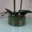 50cm Faux Plant in Glass Planter-2061859891