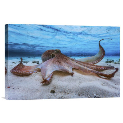 " Octopus " by Barathieu Gabriel