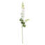 Tiges Delphinium