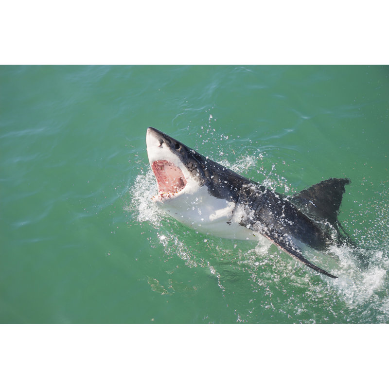 " Great White Shark " by Bmvdwest, 48" W x 32" H