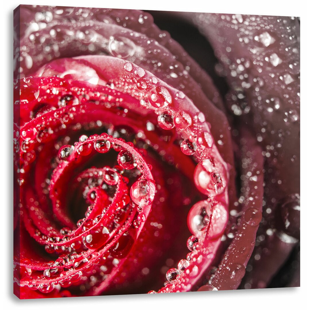 Leinwandbild Elegant Red Rose with Water Drops