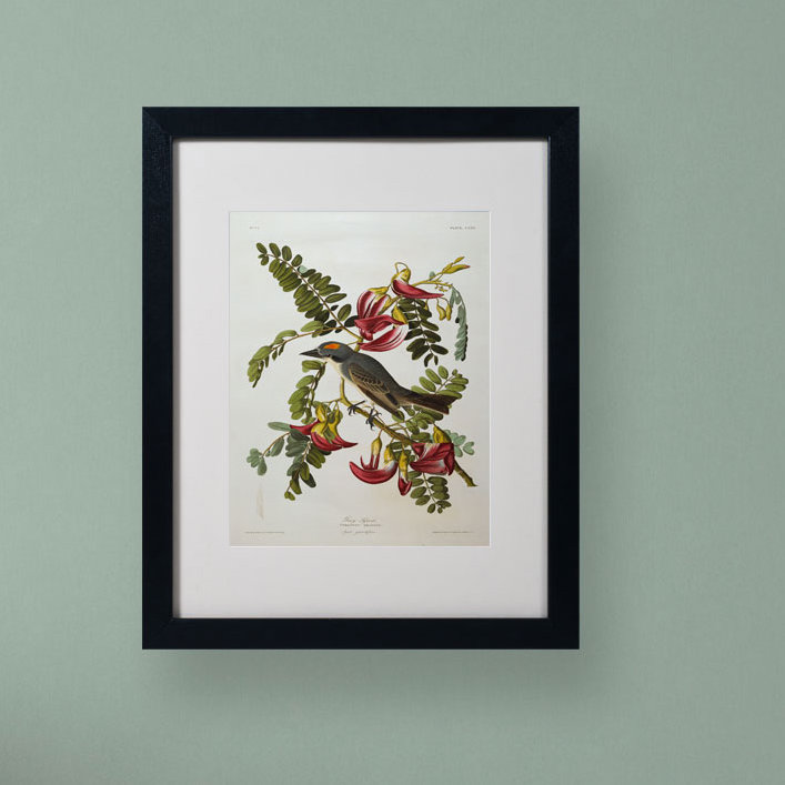 « gray tyrant gris kingbird », reproduction sur toile encadrée, H 14 po x l 11 po x P 0,5 po, Noir