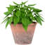 8 plantes