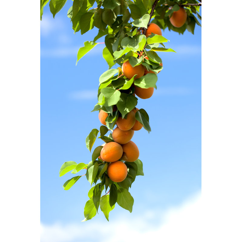 Apricots Fruit by Meggj - Wrapped Canvas Print, 46cm H x 30cm W