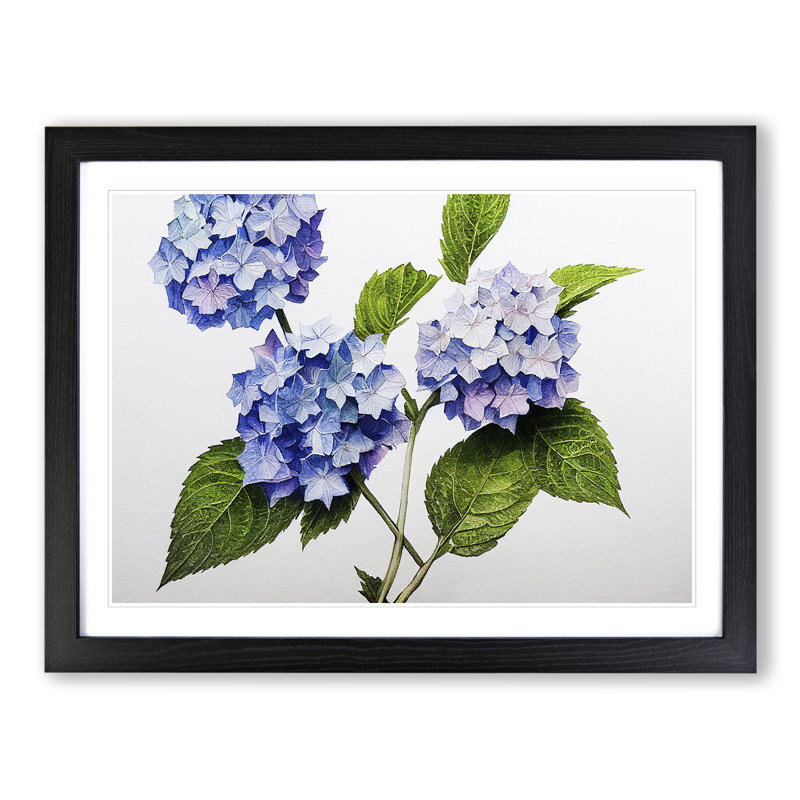 Hydrangea Flowers Vol.1 - Framed Print, Black, 46cm H x 64cm W x 2cm D