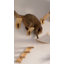 Ensemble de 5 plateformes flottantes murales pour chat