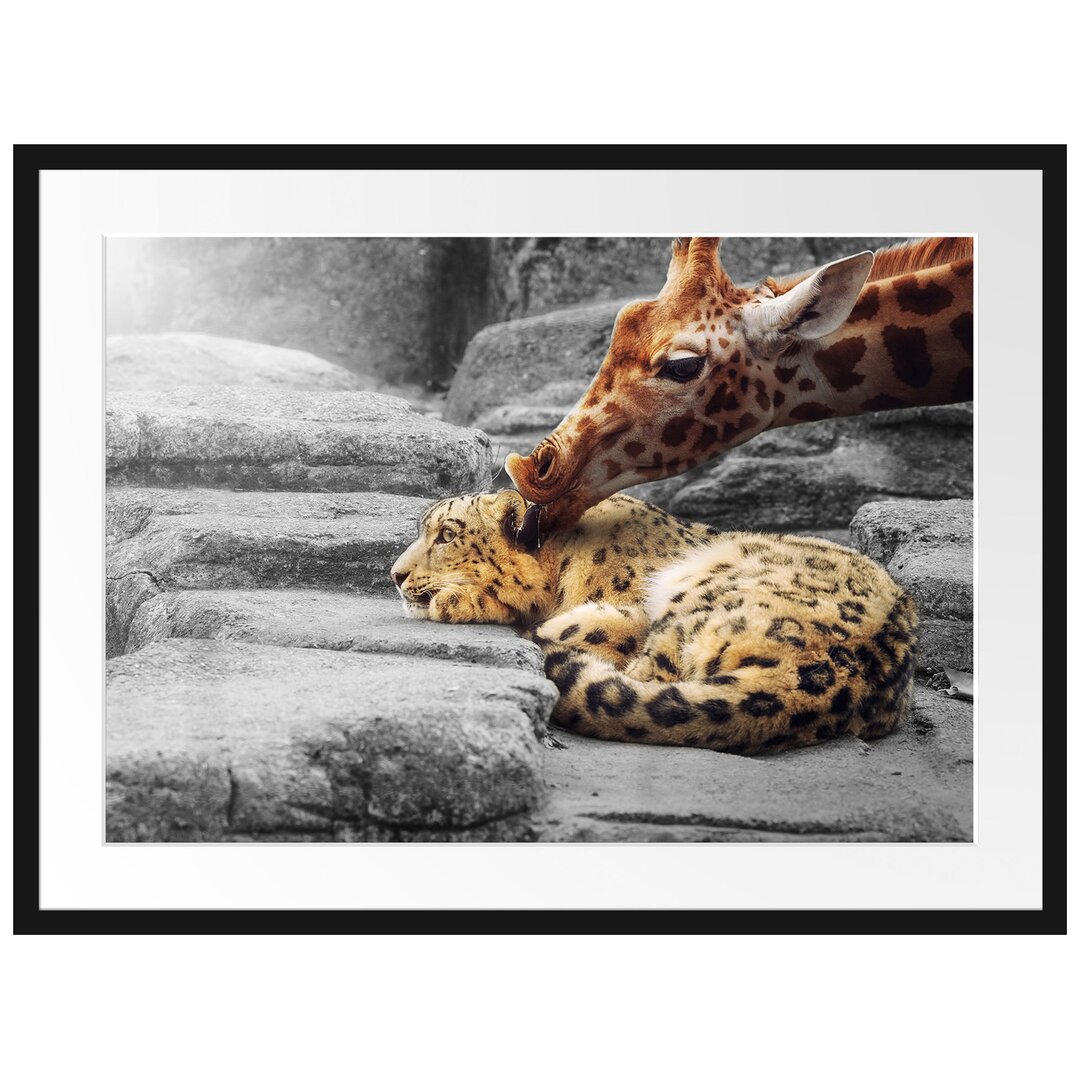 Gerahmter Fotodruck Leopard and Giraffe