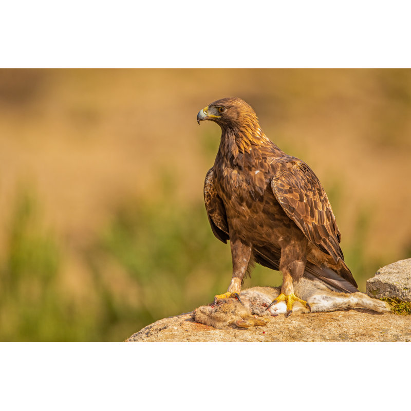 A Golden Eagle Perched On A Rock With A Killed Rabbit As Prey by Wim Hoek - Wrapped Canvas Print, 30.48cm H x 45.72cm W