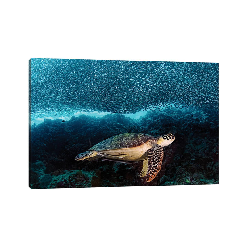 Turtle And Sardines by Henry Jager - Print on Canvas, 152.5 cm H x 101.5 cm W x 3.175 cm D, Wrapped Canvas