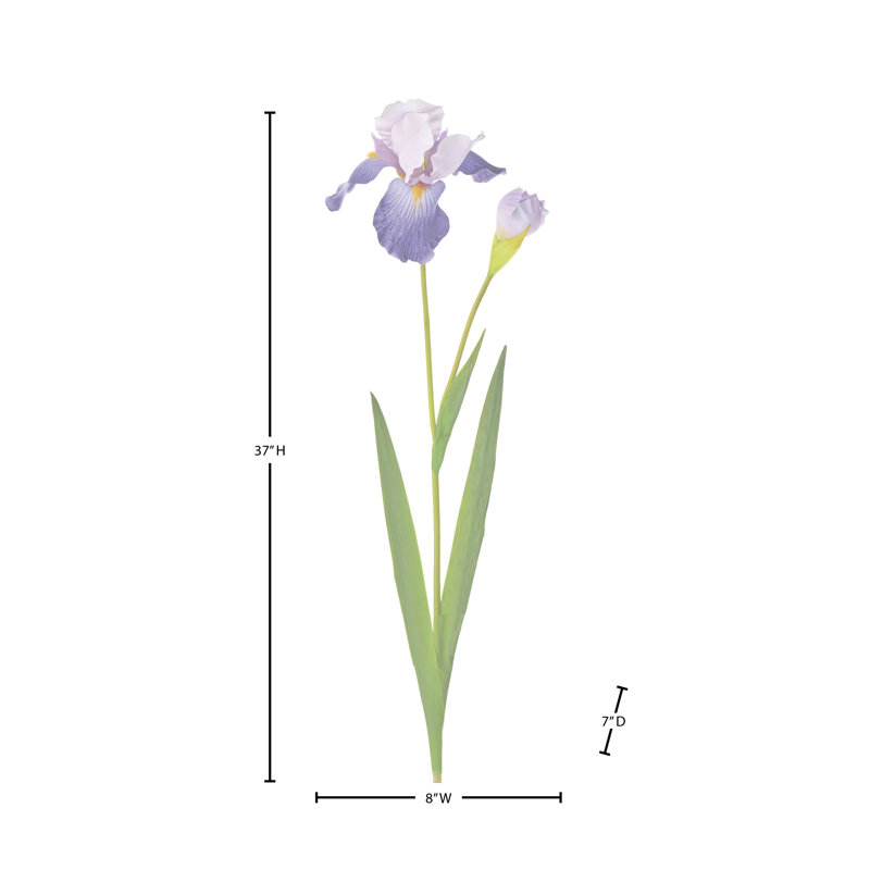 Bearded Iris + Bud 37" 