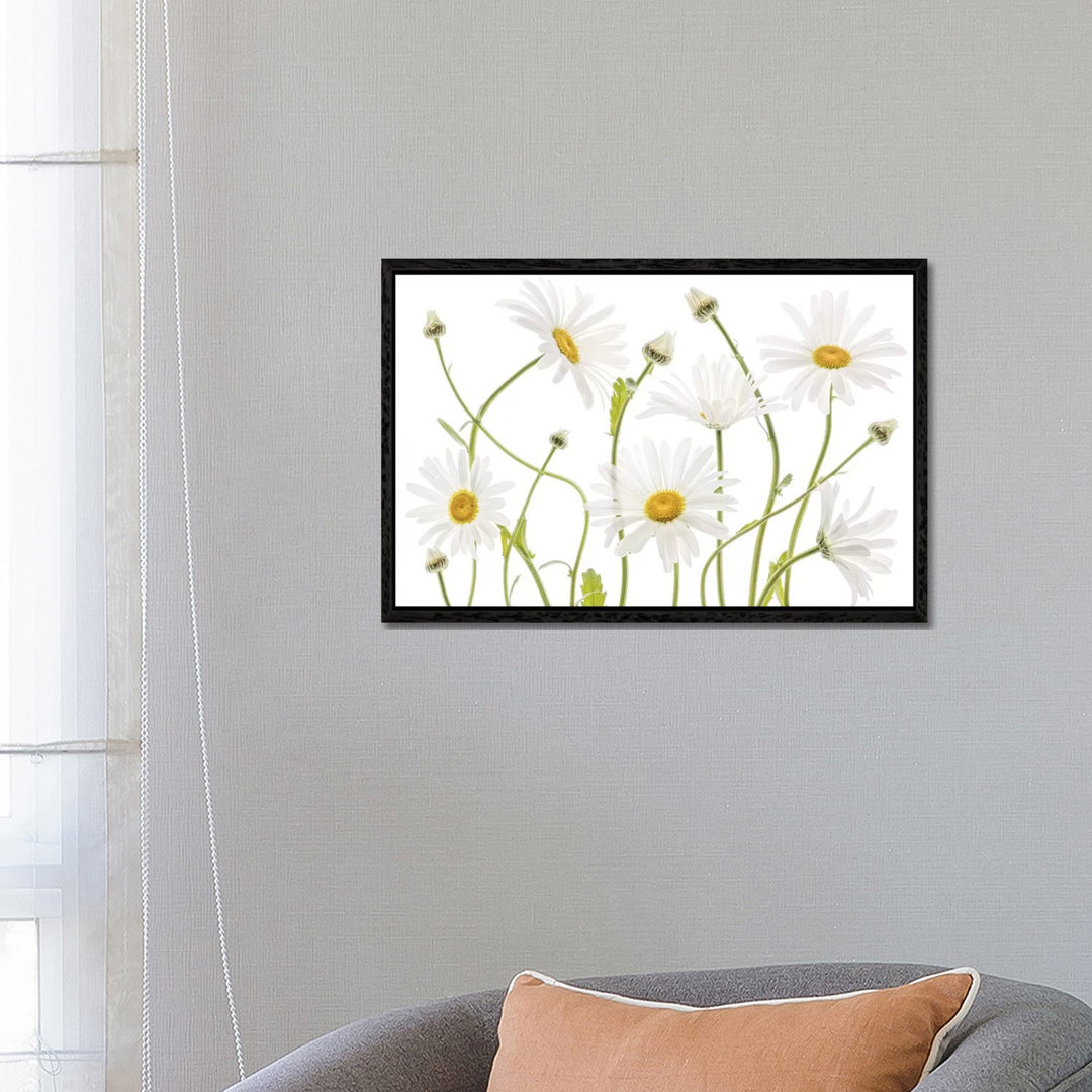 Ox Eye Daisies by Mandy Disher - Print on Canvas