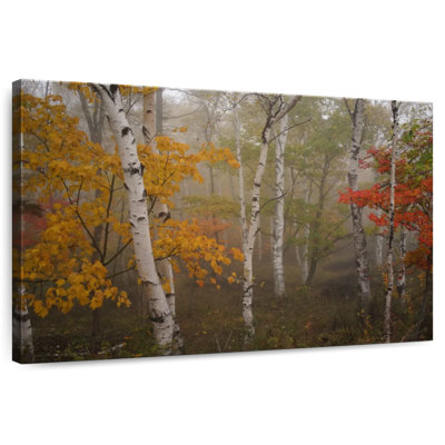 Alvord Autumn Birch Forest