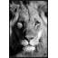 Lion Portrait 1 Piece Painting-1439560000-1439560002
