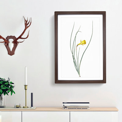 Daffodil by Pierre-Joseph Redoute - Framed Print