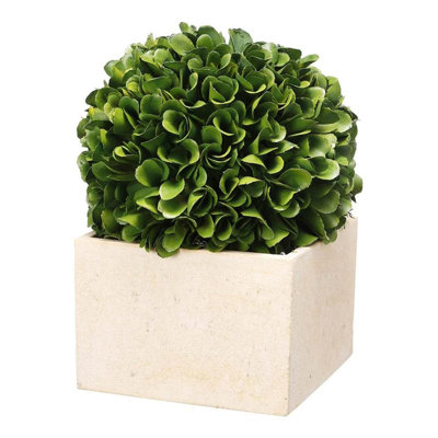 Boxwood Topiary in Pot