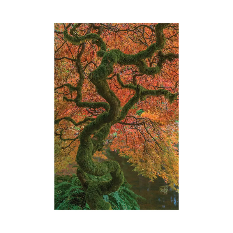 USA, Washington State, Bainbridge Island. Japanese Maple Tree In Fall. by Jaynes Gallery - Wrapped Canvas Gallery-Wrapped Canvas Giclée