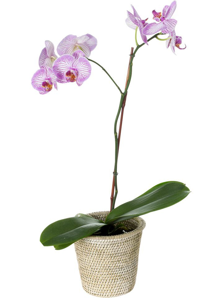 Everard Rattan Pot Planter Beachcrest Home™ 
