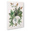 Green Lizard by Mark Catesby - Wrapped Canvas-55308444
