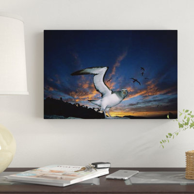 « salvin albatross retour à une colonie d’imbrication encombrée au coucher du soleil, proclamation island, îlots de cuisine, nouvelle-zélande », reproduction de photo sur toile