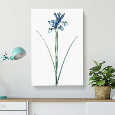 Spanish Blue Iris Flowers by Pierre-Joseph Redoute - Wrapped Canvas Painting