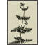 Ink on Paper - Fern Framed Graphic Art by Susan Hable