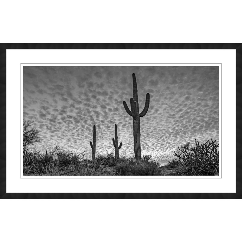 Three Cacti Print by Christopher Kennedy