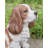 King Charles Spaniel Sitting Statue