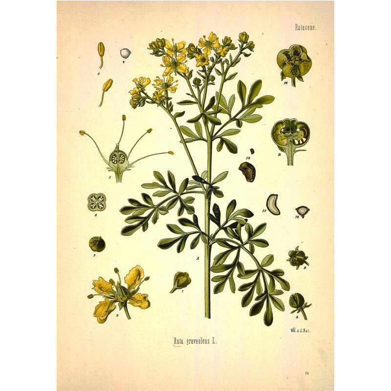 Botanique 98, H 24 po x l 16 po x P 1,25 po