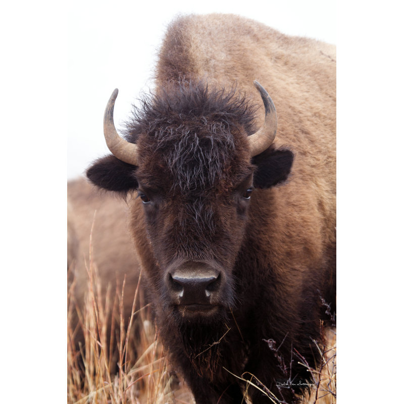 Bison d'Amérique IV, H 30 po x l 20 po
