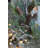 D24" Pine/Pinecone Wreath, Green