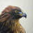 Brown-headed eagle - Beige Office Metal Print for Home Decor