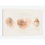 «Shell Collector I», reproduction d'impression sur toile tendue-72455708-72455709-27698938