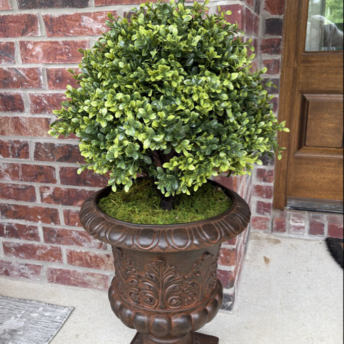 cynthia plant Calathea Marion / Calathea Roseopicta Cynthia main image 0