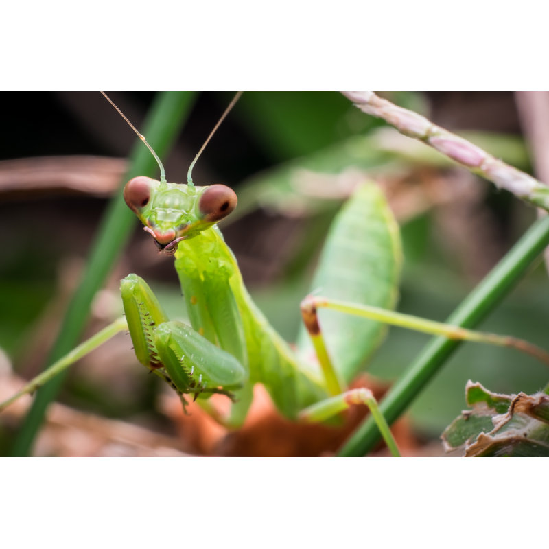 Green Praying Mantis by Kstphotography - Wrapped Canvas Print, 30cm H x 46cm W