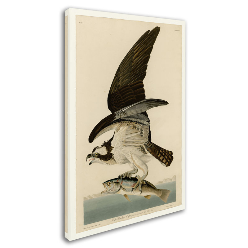 « fish hawk ou osprey plate 81 », reproduction sur toile tendue, H 19 po x l 12 po