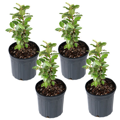 1 gal. Elaeagnus (4-Pack)
