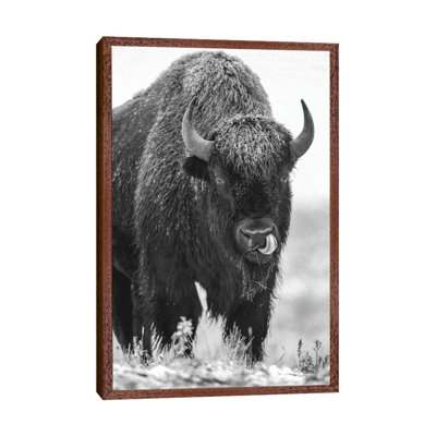 American Bison Bull in a Snowstorm, North America 1 Piece Painting on Canvas
