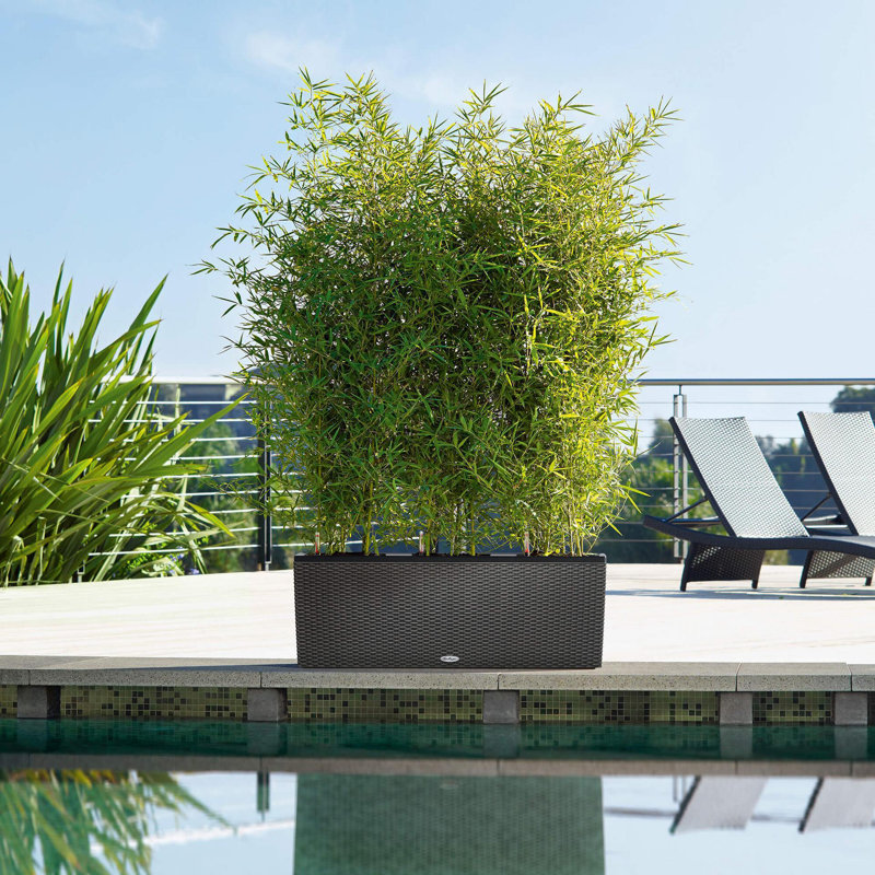 Trio Planter Box, 34cm H x 100cm W x 32cm D, Granite