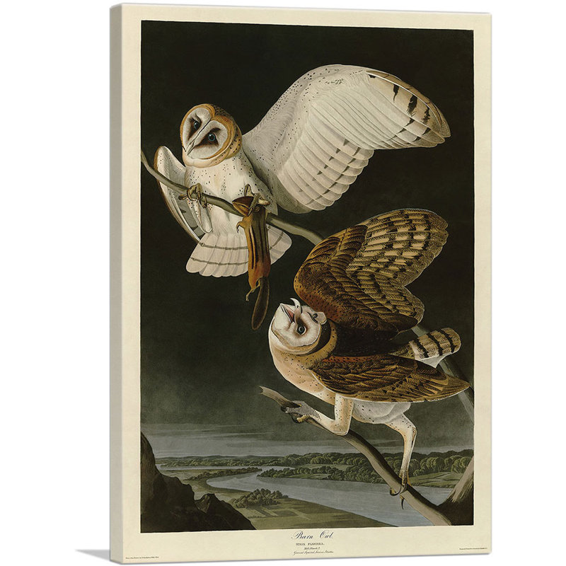 «Barn Owl» par James Audubon - impression sur toile tendue, H 18 po x l 12 po x P 0,75 po
