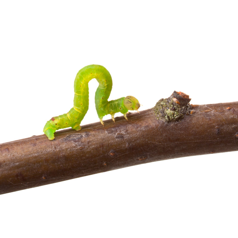 Inchworm Walking on a Branch par Tejerop photography - Photographie sur toile tendue, L 12 po x H 8 po