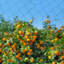 Filet Crop Orchard-1682805124