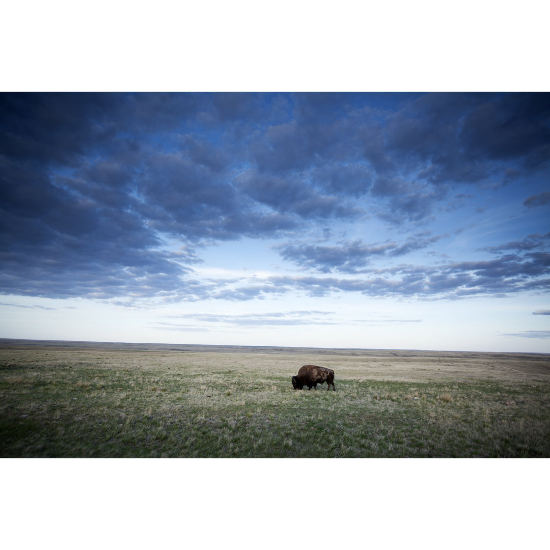 Grasslands National Park von Mysticenergy - Leinwanddrucke