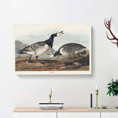 Barnacle Goose by John Audubon - Wrapped Canvas Painting