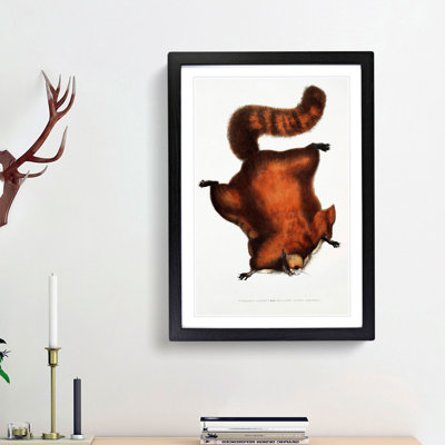 Brilliant Flying Squirrel Illustration by John Edward Gray - Picture Frame Painting Print