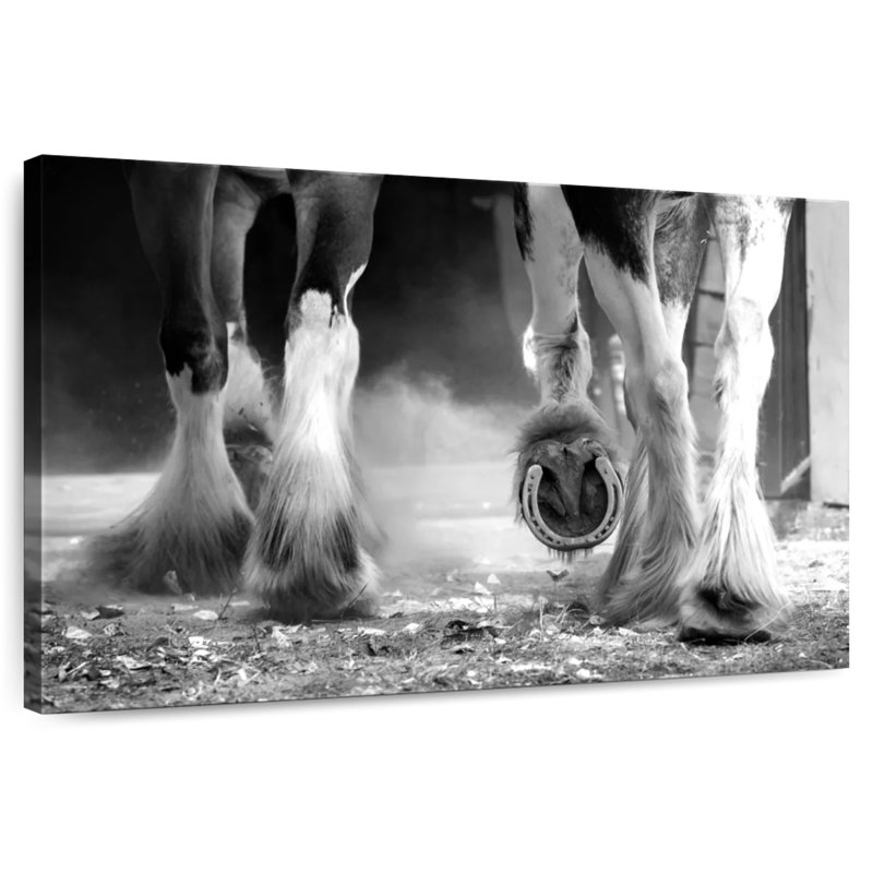 Brampt Clydesdale Horse Legs