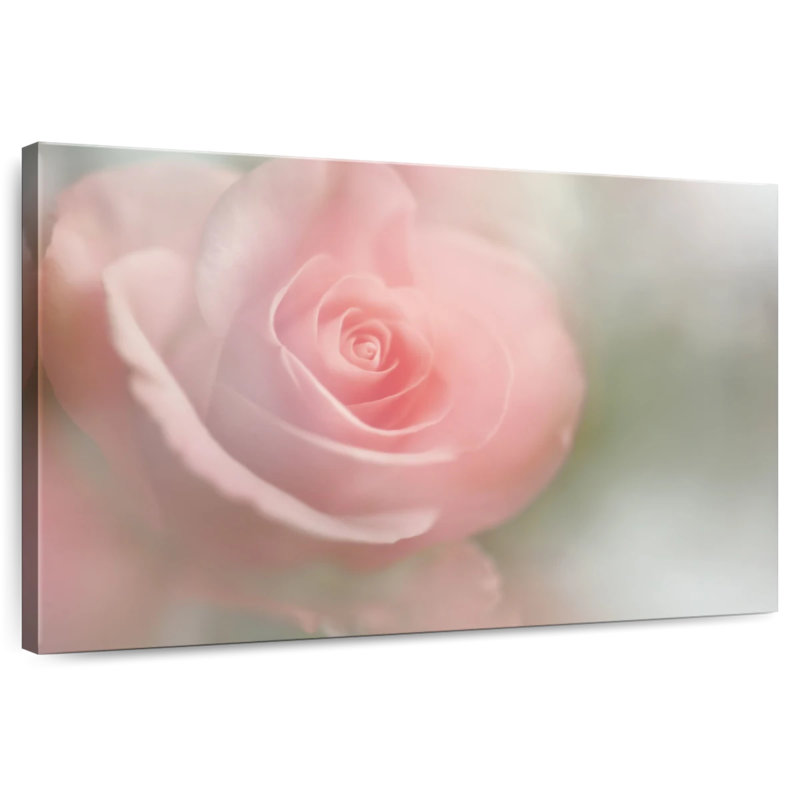 Rose tendre Harnek I, H 16 po x l 24 po
