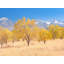 Bishop Autumn Pasture California Print by Bruce Heinemann-65824990-65849174
