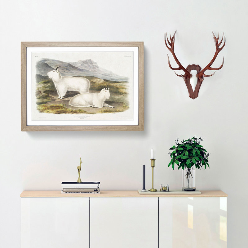 Rocky Mountain Goats by J.W. Audubon - Picture Frame Painting Print, Oak Framed, 48cm H x 65cm W x 2cm D