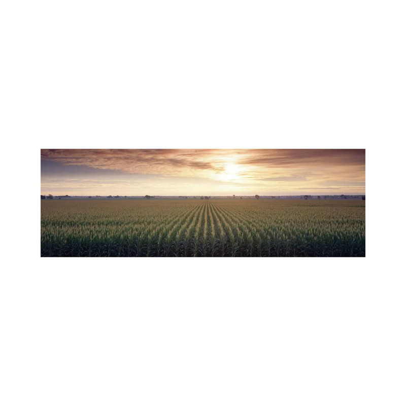 View Of Corn Field At Sunrise, Sacramento, California, USA by Panoramic Images - Wrapped Canvas Panoramic Print