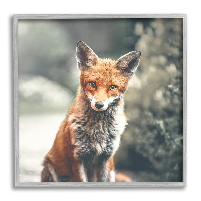 «48_Adorable Woodland Fox», Estampe numérique Farmhouse, H 17 po x l 17 po x P 1,5 po